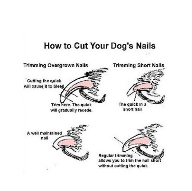 Stainless Steel Claw Cutters for Large Pets