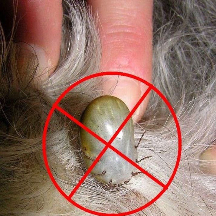 tick-look-like-on-a-dog-1 - SHS Gifts | Crafted to Be Given